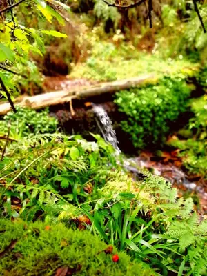 Naturlandschaft in der Nähe der Ferienwohnung