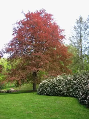 Ein Garten an der Unterkunft Augustenhof