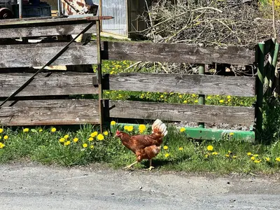 Tiere im Ferienhaus oder in der Nähe