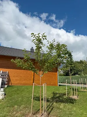 Ein Garten an der Unterkunft Ferienhaus Vogelnest