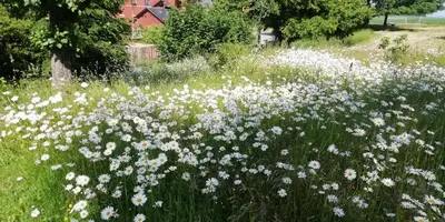 Ein Garten an der Unterkunft Ferienwohnung Bänsch