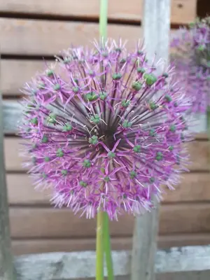 Ein Garten an der Unterkunft Urlaubsruhe