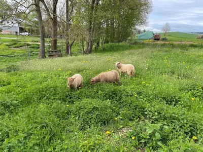 Tiere in der Ferienwohnung oder in der Nähe