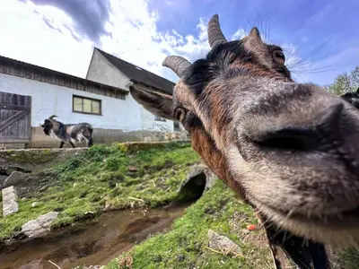 Tiere im Ferienhaus oder in der Nähe