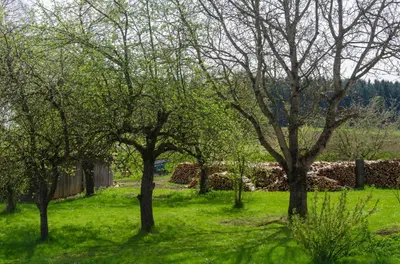 Ein Garten an der Unterkunft Ferienwohnung Kobelsberg