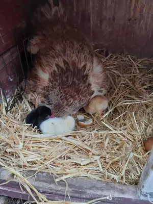 Tiere in diesem Bauernhof oder in der Nähe
