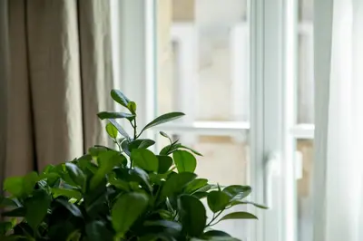 Grundriss der Unterkunft bayreuthome - Ambiente-Apartment im Gassenviertel