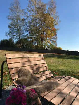 Ein Garten an der Unterkunft Berghütte Vogtland