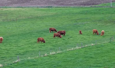 Tiere in der Ferienwohnung oder in der Nähe