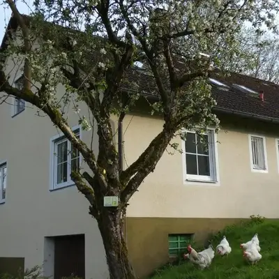 Weisses Huhn von Moschendorf