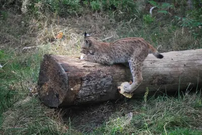 Tiere in der Ferienwohnung oder in der Nähe