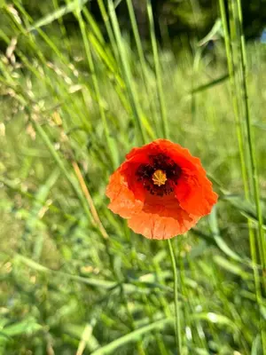 Ein Garten an der Unterkunft Pferdestall