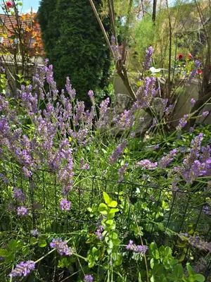Ein Garten an der Unterkunft Domizil Resi in der Fränkischen Schweiz bei Bayreuth