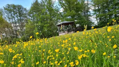 Ein Garten an der Unterkunft Ferienhaus Im Winkel