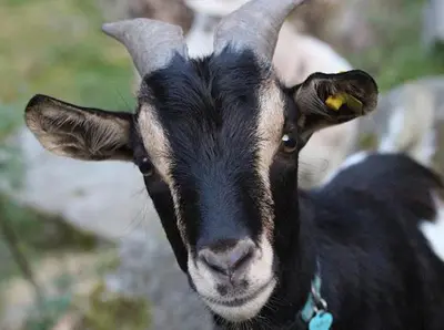 Tiere in der Ferienwohnung oder in der Nähe