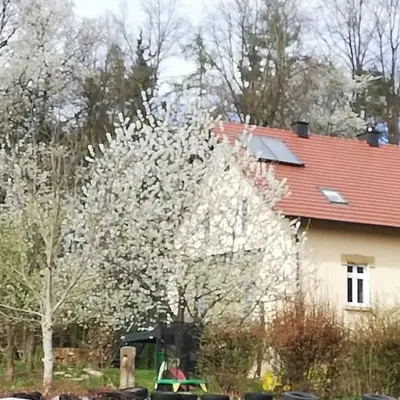 Ferienhaus Rötzer - Forsthausschmankerl mit Sauna