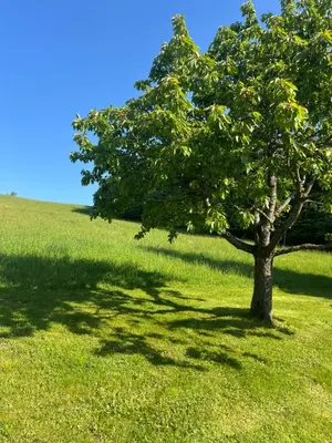 Naturlandschaft in der Nähe der Ferienwohnung