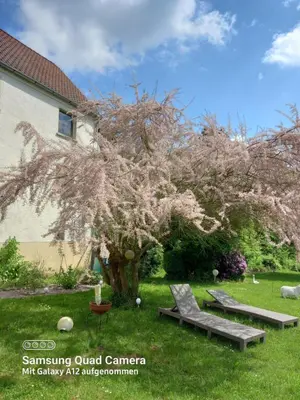 Ein Garten an der Unterkunft Sylvias Burgblick