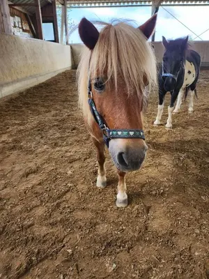 Tiere in der Ferienwohnung oder in der Nähe