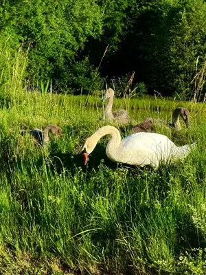 Tiere in der Ferienwohnung oder in der Nähe