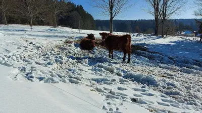 Tiere in der Ferienwohnung oder in der Nähe