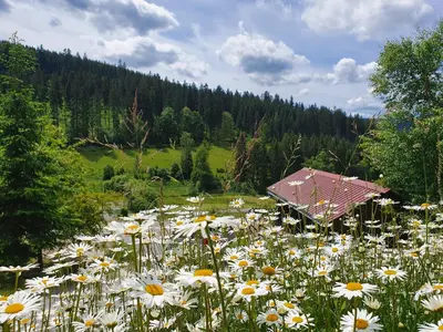 Naturlandschaft in der Nähe des Ferienhauses