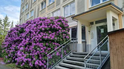 Ein Garten an der Unterkunft Gemütliche Ferienwohnung mit Sauna und Balkon im Zentrum von Bad Elster
