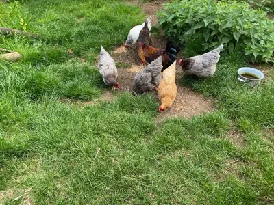 Tiere in der Ferienwohnung oder in der Nähe