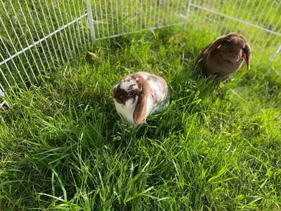 Tiere in der Ferienwohnung oder in der Nähe