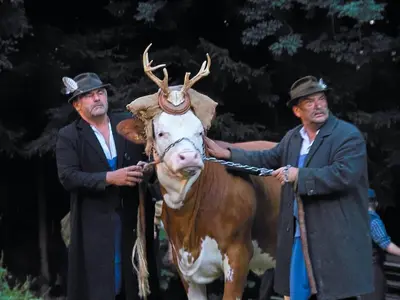Tiere im Ferienhaus oder in der Nähe