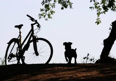 Radfahren an der Unterkunft Rad und Rudel Ferienwohnung oder in der Nähe