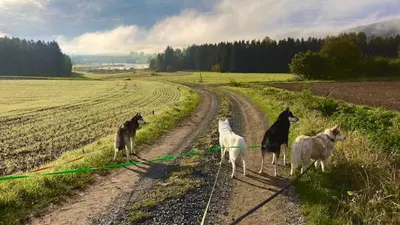 Haustiere von Gästen der Unterkunft Husky-Hof