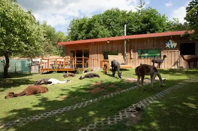 Tiere im Chalet oder in der Nähe
