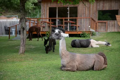 Tiere im Chalet oder in der Nähe