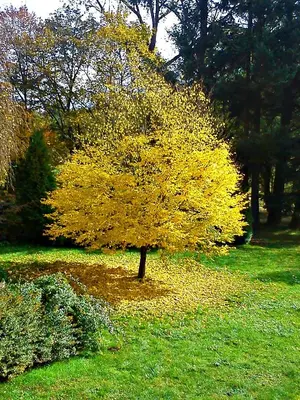 Ein Garten an der Unterkunft Pension Kursprung
