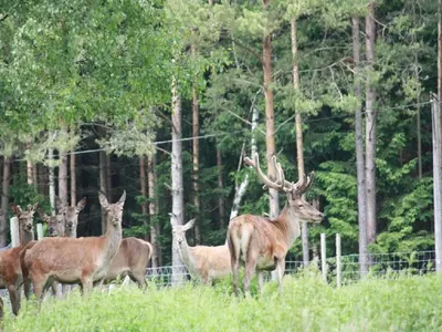 Tiere in the country house oder in der Nähe