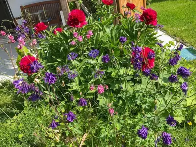 Ein Garten an der Unterkunft Böhmerwaldnest