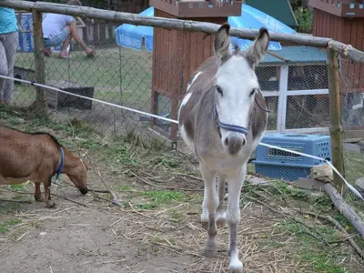 Tiere in der Ferienwohnung oder in der Nähe