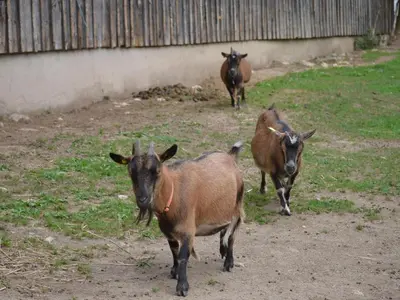 Tiere in der Ferienwohnung oder in der Nähe