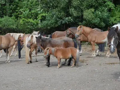 Tiere in der Ferienwohnung oder in der Nähe