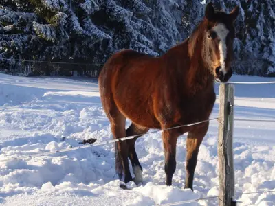 Tiere im Ferienhaus oder in der Nähe