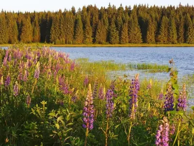 Naturlandschaft in der Nähe der Ferienwohnung