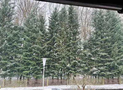 Fichtenblick im Winter