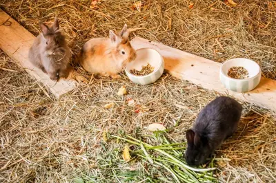 Tiere in der Ferienwohnung oder in der Nähe