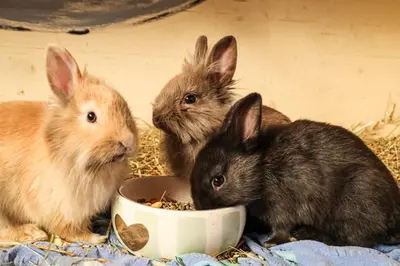 Tiere in der Ferienwohnung oder in der Nähe