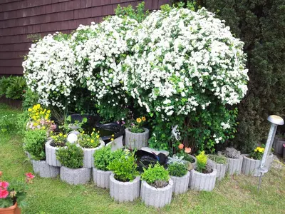 Ein Garten an der Unterkunft Gästehaus Guter Stern
