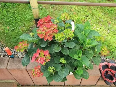 Ein Garten an der Unterkunft Holiday Home Männel by Interhome