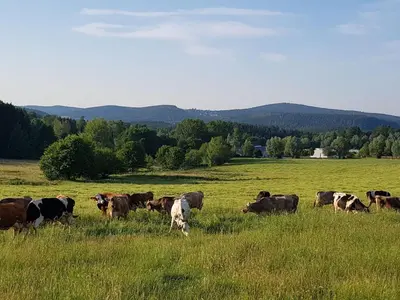 Tiere in der Ferienwohnung oder in der Nähe