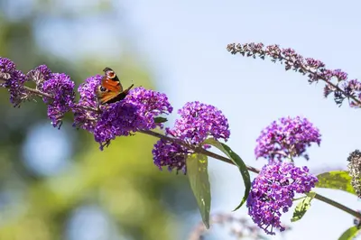 Ein Garten an der Unterkunft Pension Ferienwohnungen Frey
