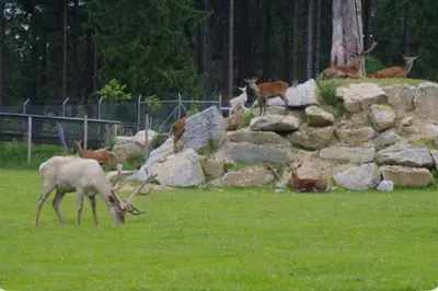 Tiere im Ferienhaus oder in der Nähe